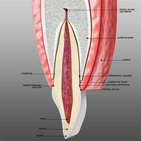 Tooth And Periodontium Anatomical Structure Sectional Human Central