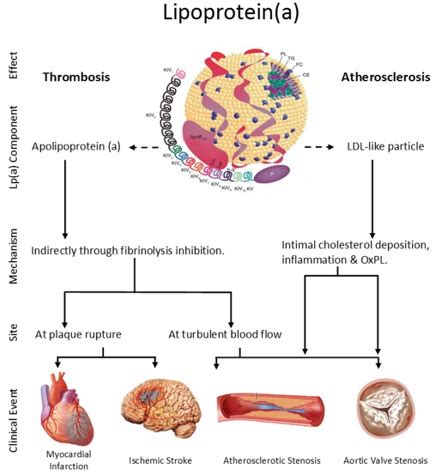 Fig Structure Of Lipoprotein A Depicting The Endotext