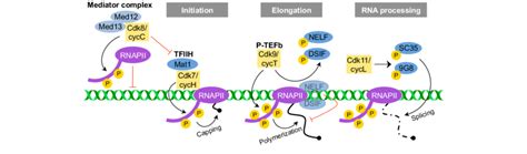 Cdk Cyclin Complexes Regulate Rna Pol Ii Based Transcription Rna Pol