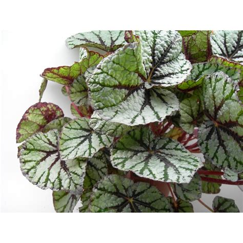 Königsbegonie Rex Begonia