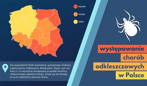 Tu jest najwięcej kleszczy w Polsce uważaj by się nie zarazić Nowiny