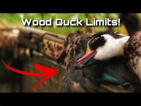 Insane Wood Duck Limits In A Tight Timber Hole North Carolina Duck