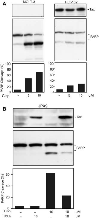 Effect Of Cisplatin Treatment In Htlv Infected Hut Or