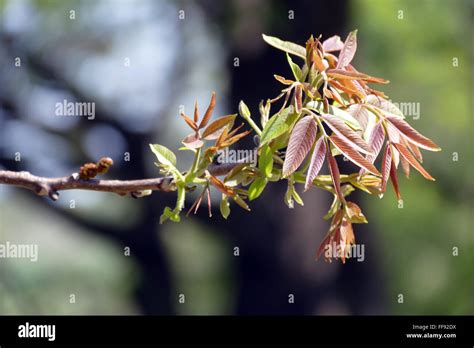 Spring In Leaf Walnut Twig Stock Photo Alamy