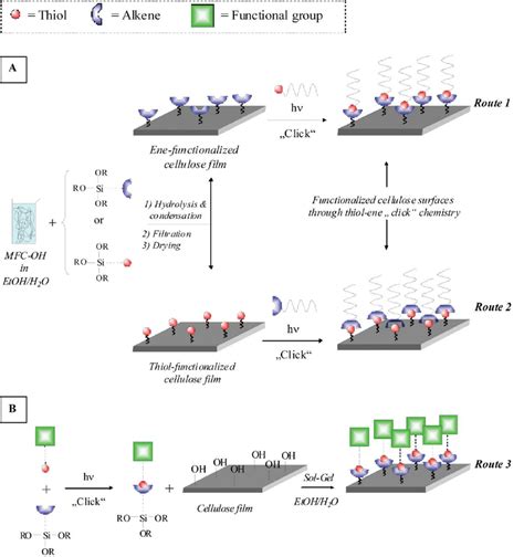 Schematic Illustration Of Cellulose Films Surface Functionalization