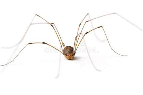 Daddy Long Legs Spider stock image. Image of living, arachnid - 16256377