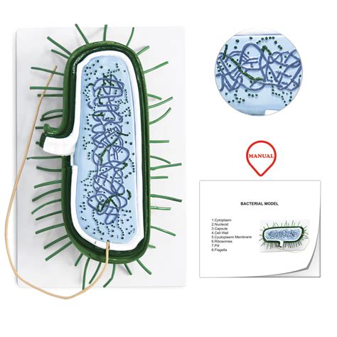 Vision Scientific Bacterial Model