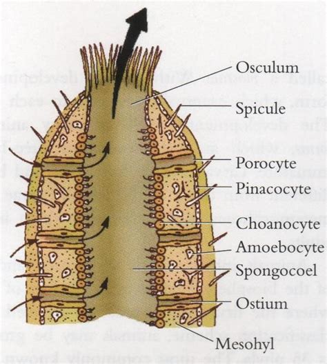 Ostium Porifera