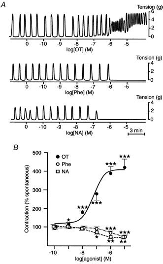 Contractile Responses Of Uterine Strips To Phenylephrine Noradrenaline Download Scientific