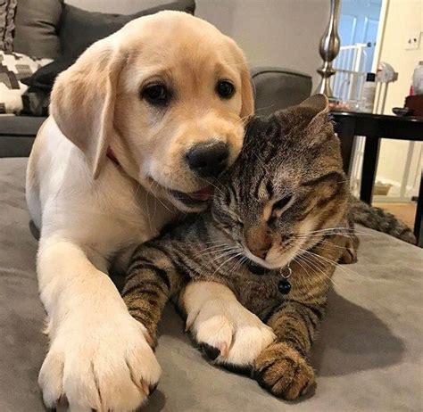 24 Cats and Dogs Who Fell in Love with Each Other The Frisky Süße