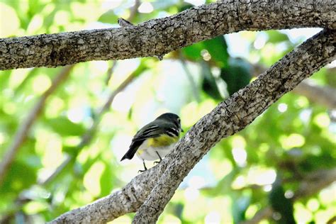 Blue-Headed Vireo