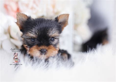 Miami Teacup Yorkie Breeder Teacup Puppies Boutique