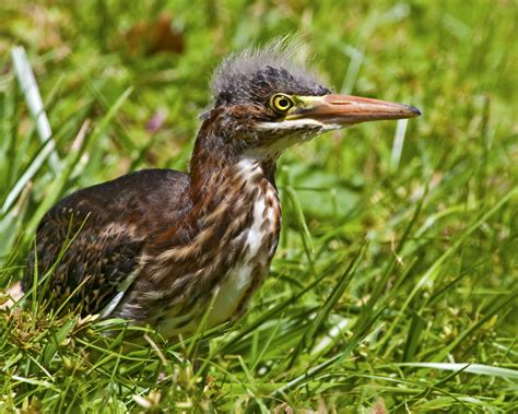 Green Heron Walton County Flordia Inaturalist Nz