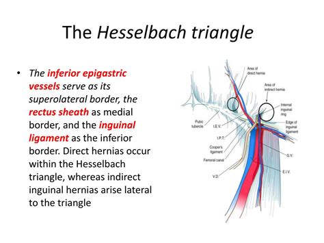 Ppt Inguinal Femoral And Scrotal Regions Powerpoint Presentation