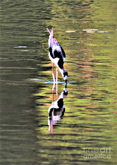 Mirror Image Stilt Photograph By Diann Fisher Fine Art America