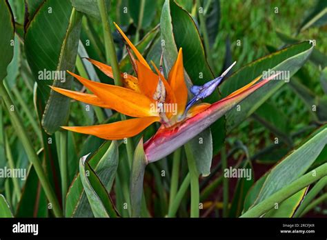 Bird Of Paradise Flower Strelitzia Reginae On Tropical Garden Stock