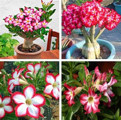 Adenium Seeds – horticultureking