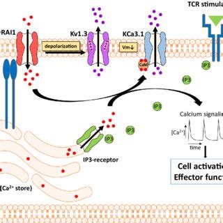 Cr And Cr Mediated Functions In Human Phagocytes Cr And Cr Mediate