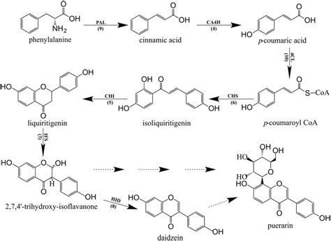 Proposed Daidzein Biosynthesis Pathway In P Lobata Every Enzyme Is