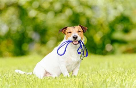 Como Ensinar Seu Cachorro A Sentar Dicas Pr Ticas