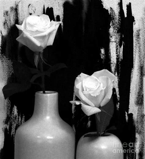 Classy Roses Photograph By Marsha Heiken Fine Art America