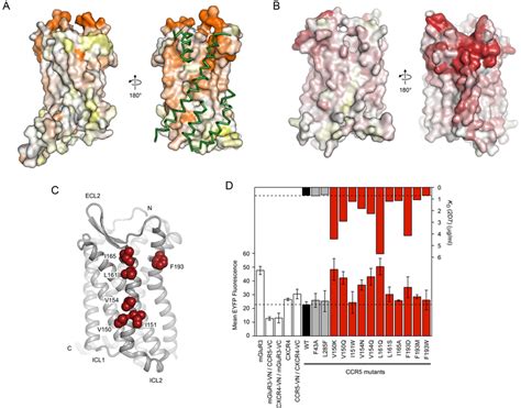 Deep Mutational Scans Of Chemokine Receptors Based On Recognition By