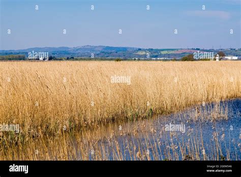 Pool And Reeds On Caldicot Level Of Gwent Levels At Newport Wetlands