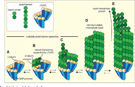 Figure From Microtubule Nucleation By Tubulin Complexes And Beyond