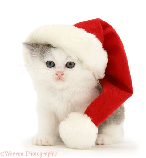 Collection 96 Pictures Cat With Santa Hat Video Completed