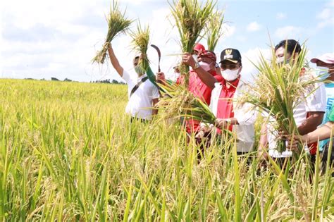 Bps Produksi Beras Nasional Januari April Capai Juta Ton Konteks