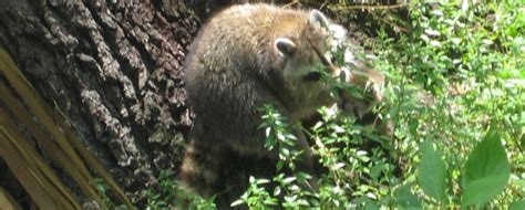 Do Raccoons Hibernate