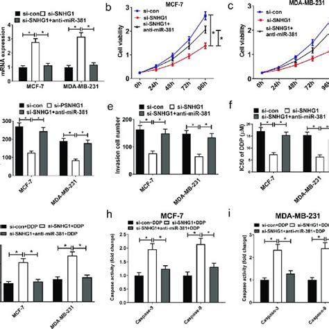 MiR 381 Knockdown Reversed The Effect Of SNHG1 Silencing On Tumor