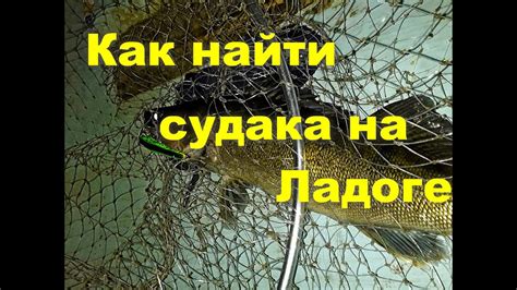 Ответы подписчикам. Как найти судака на Ладоге. - YouTube