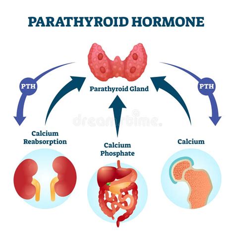 Parathyroid Hormone. it is Working Control Calcium Levels in the Blood Stream by Increasing when ...