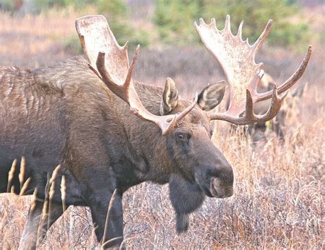 SCORES & OUTDOORS: Do moose and deer ever get their antlers caught in ...