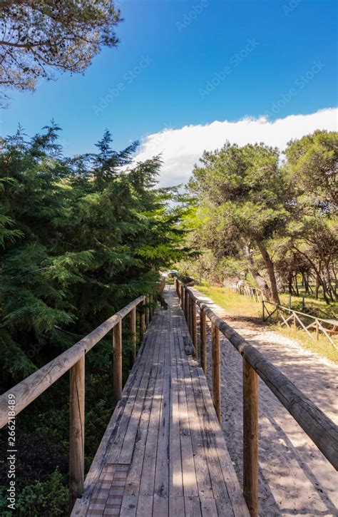 A Long Wooden Bridge In Perspective Crosses The Pine Forest To Reach