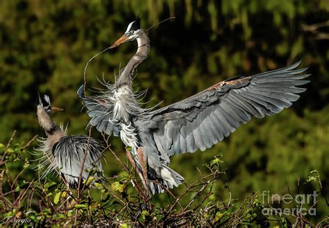 Great Blue Herons Photograph by Tom Sergio - Pixels