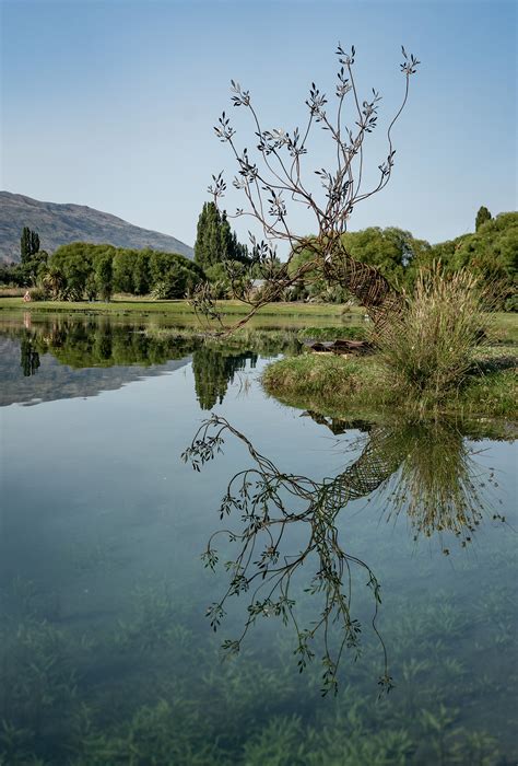 Wanaka Tree