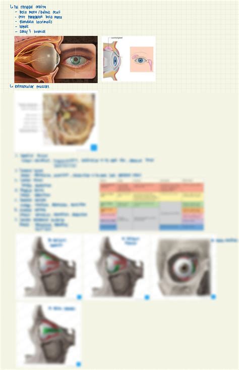 SOLUTION: Eye anatomy and function - Studypool