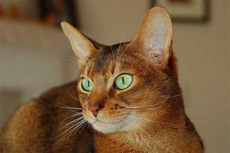 The 10 Cat Breeds With The Coolest Green Eyes