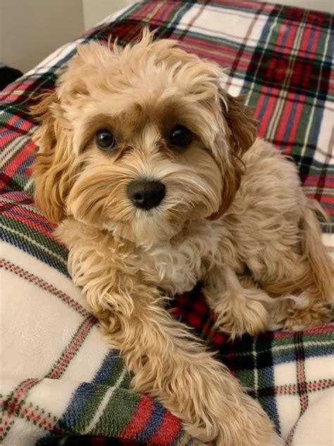 Australian Cavoodle Vs Cavapoo — Doodles Of Oz