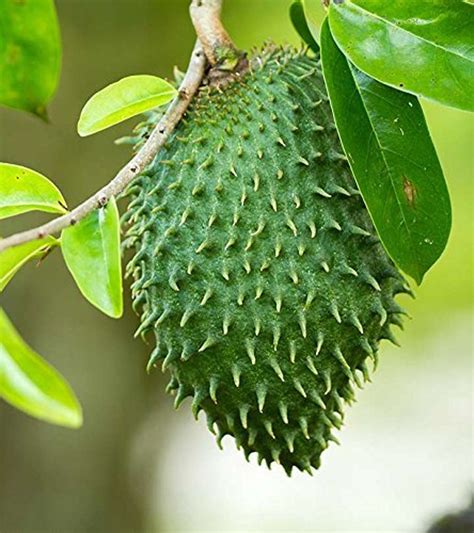 Annona Muricata Soursop Giant Graviola Tropical Fruit Plant Etsy