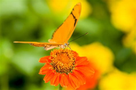 Dow Gardens Blooming Butterflies Dave Michel Photography