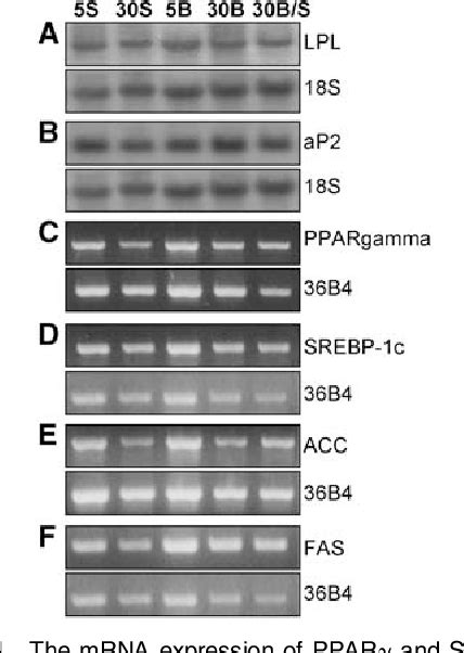 Figure 1 From Reduced Fat Mass In Rats Fed A High Oleic Acid Rich