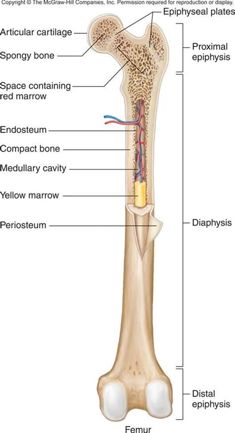 Diagram Of Long Bone Structure Blood Supply Of Long Bone