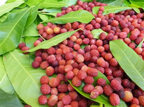 Photo Of Kafal Myrica Esculenta Fruit Tree Colorful Tree Image Kaphal