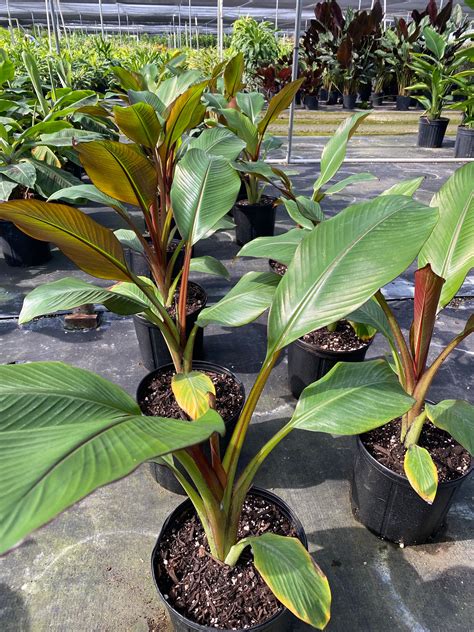 Musa Ensete Maurelii Red Abyssinian Eureka Farms