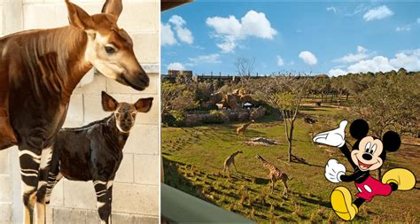 Photos And Video Baby Okapi Born At Disneys Animal Kingdom Lodge