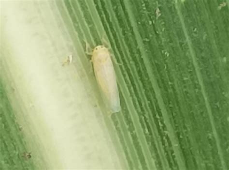 Autorización de tres insecticidas para el control de la chicharrita del