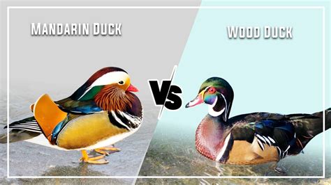 Mandarin Duck Vs Wood Duck 7 Key Differences